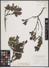 Foto von Salix breviserrata Flod.